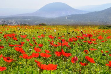 spring blooming of wildflowers in Galilee near the Nazareth, against the background biblical Mount Tabor, Israel clipart