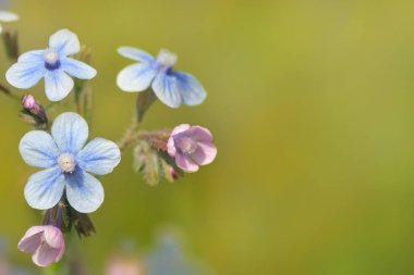 çiçek arka plan olarak Sevgililer günü veya başka bir tatil tebrik kartı