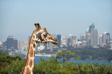 Taronga hayvanat bahçesinde zürafa arka planda Sydney Harbour ve Sydney Cbd bir Manzaralı