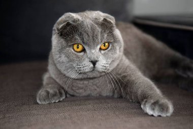 Genç İskoç fold kedi, gri renkli portresi