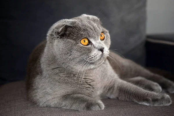年轻的苏格兰折叠猫的画像 灰色颜色 — 图库照片