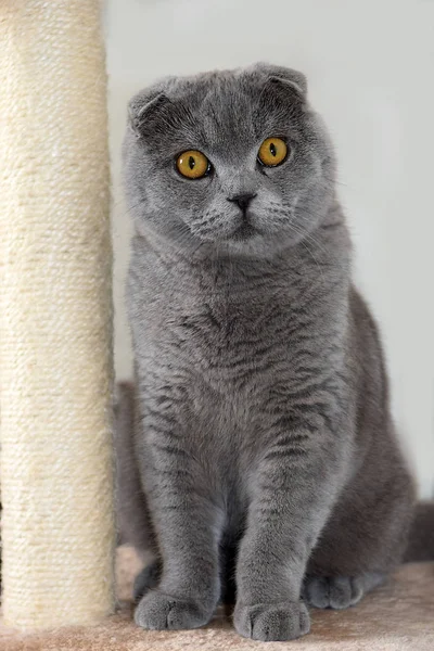 年轻的苏格兰折叠猫的画像 灰色颜色 — 图库照片