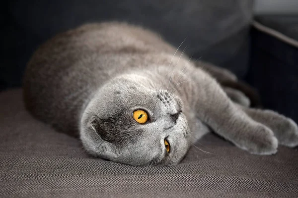 Retrato Jovem Escocês Dobra Gato Cor Cinza — Fotografia de Stock