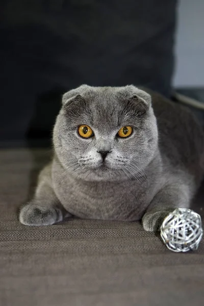 若いスコティッシュフォールド猫 灰色の肖像画 — ストック写真