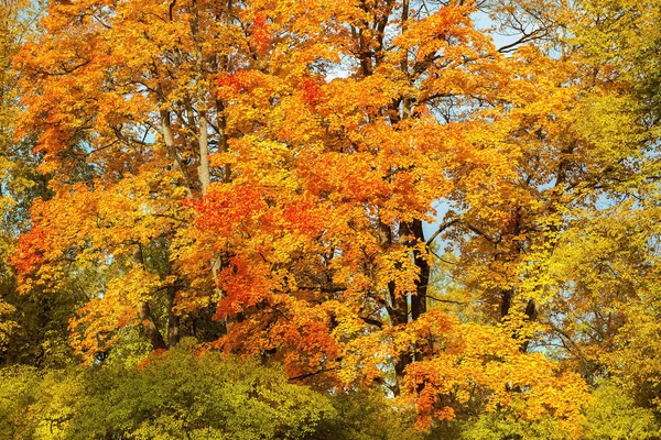 Outono Dourado Parque Público Lomonosov Oranienbaum São Petersburgo Rússia — Fotografia de Stock