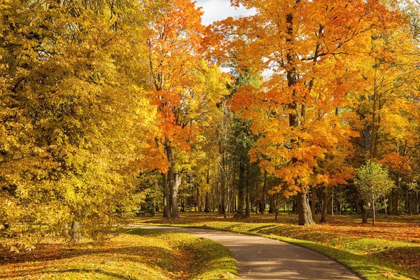 Automne Doré Dans Parc Public Lomonosov Oranienbaum Saint Pétersbourg Russie — Photo