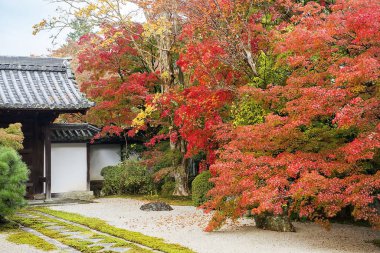 Japonya 'daki Kyoto Parkı' nda sonbahar manzarası