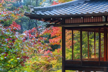 Japonya 'daki Kyoto Parkı' nda sonbahar manzarası