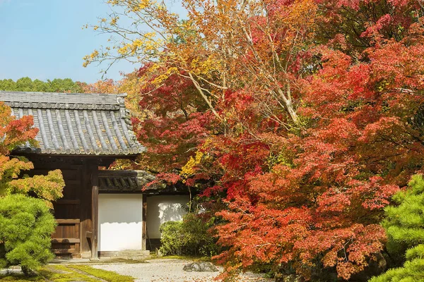 Japonya Daki Kyoto Parkı Nda Sonbahar Manzarası — Stok fotoğraf