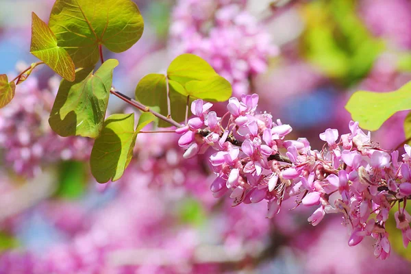 Fleurs Rouges Ercis Siliquastrum Communément Connu Sous Nom Arbre Udas — Photo