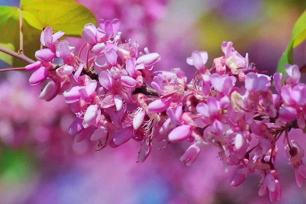 Fleurs Rouges Ercis Siliquastrum Communément Connu Sous Nom Arbre Udas — Photo