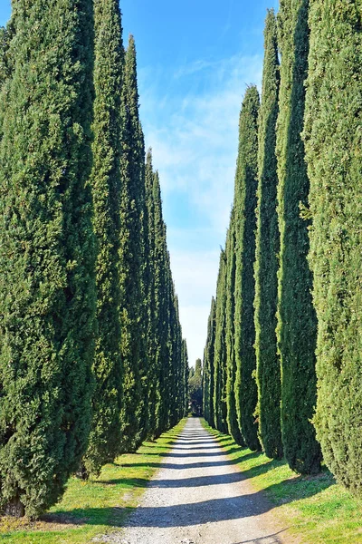 Rural Landscape Picturesque Alley Cypress Trees Vicinity Rome Italy — 스톡 사진