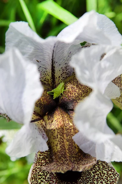 Nazareth Iris Iris Bismarckiana Fiore Unico Che Cresce Solo Quartiere — Foto Stock