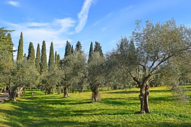 çok eski zeytin ağaçları, Tivoli civarındaki zeytinlik, Lazio bölgesi, İtalya