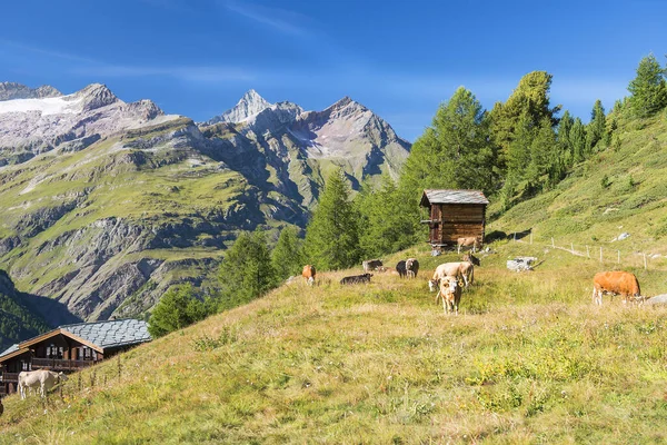 Krajobraz Wiejski Krowami Alpach Pennińskich Kanton Valais Szwajcaria — Zdjęcie stockowe