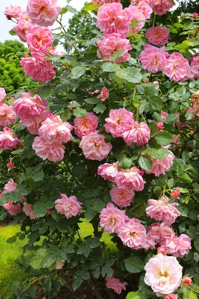 Rosa Blühender Rosenstrauch Garten — Stockfoto