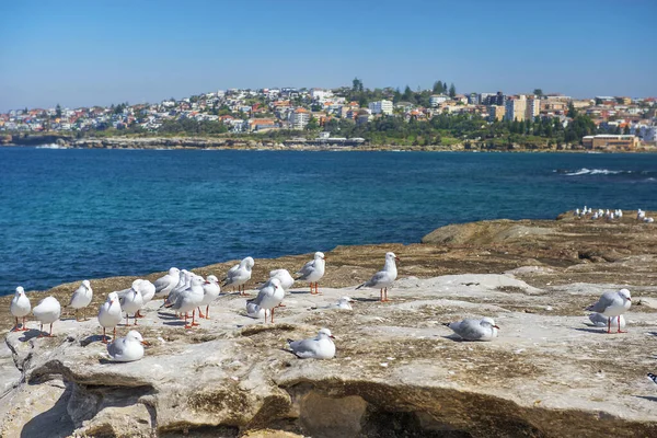 Koloni Måsar Vid Bondi Bay Pacific Ocean Sydney New South — Stockfoto