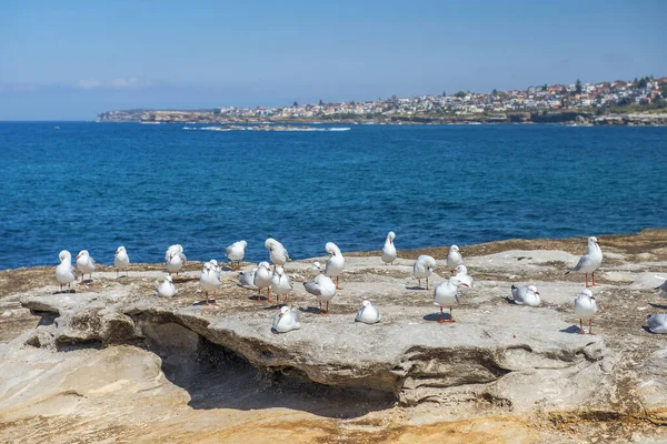 Koloni Måsar Vid Bondi Bay Pacific Ocean Sydney New South — Stockfoto