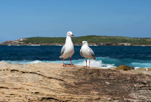 Cute Couple Sea Gulls Bondi Bay Pacific Ocean Sydney New — Stock Photo, Image