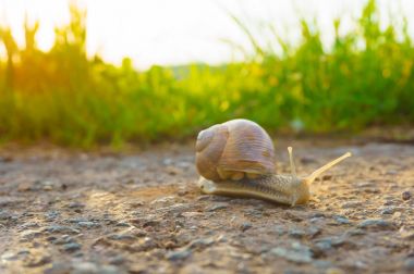 salyangoz asfalt üzerinde