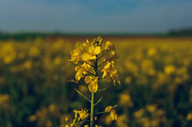 Tecavüz çiçek bir arka plan üzerinde 