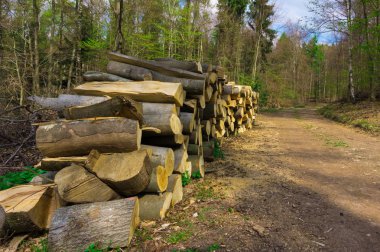Ormanda yaptı yakacak odun 