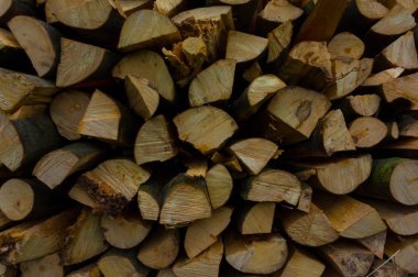 Ormanda yaptı yakacak odun 