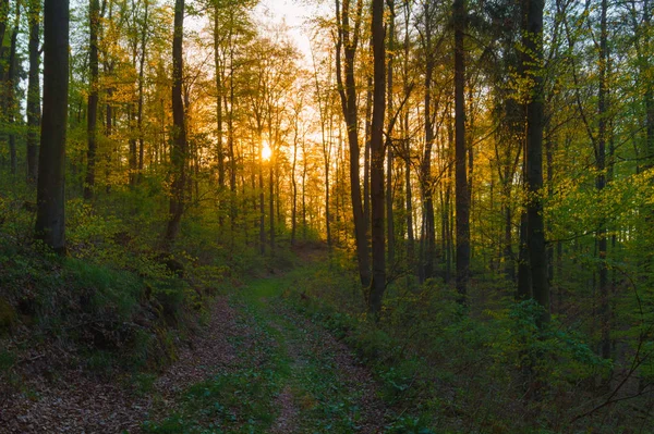 Mystical forest with sunlight — Stock Photo, Image