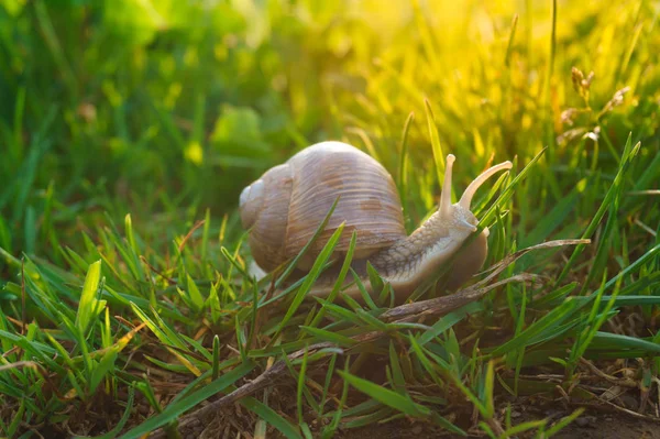 Snail in the grass — Stock Photo, Image