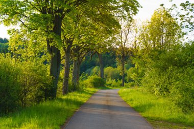 ağaçları ile yol ülke