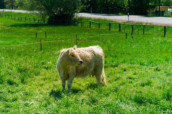 Vaca escocesa en un campo verde — Foto de Stock