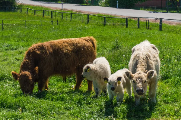 苏格兰牛小牛的母牛 — 图库照片