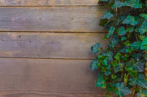 Wooden fence with ivy — Stock Photo, Image