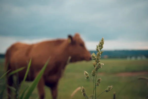 Vaca en el campo —  Fotos de Stock