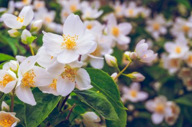 Çiçekli çalı Yasemin