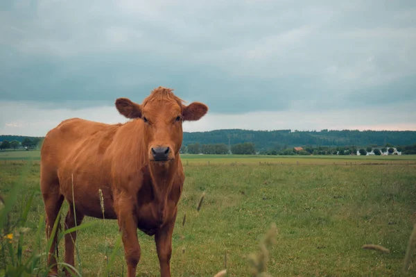 Krowa na polu — Zdjęcie stockowe