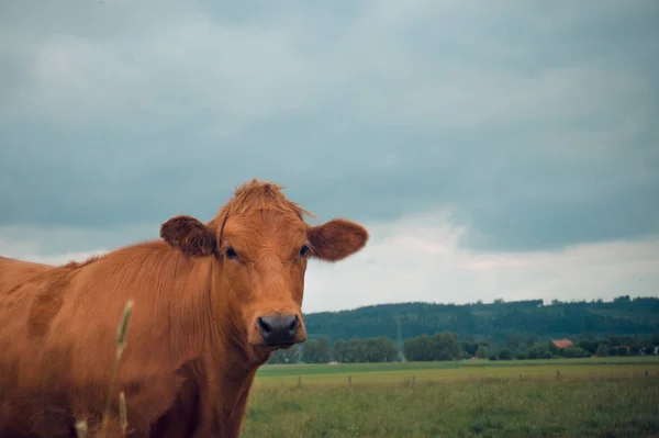 Krowa na polu — Zdjęcie stockowe