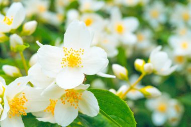 Çiçekli çalı Yasemin