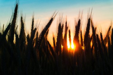gün batımında buğday kulaklar