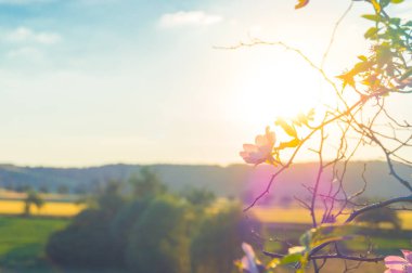 Gün batımında vahşi bir gül çiçek