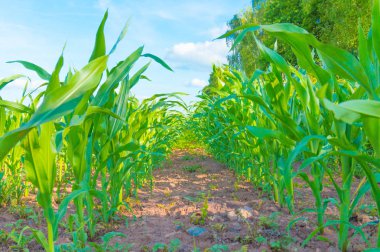 Yeşil Mısır üst üste