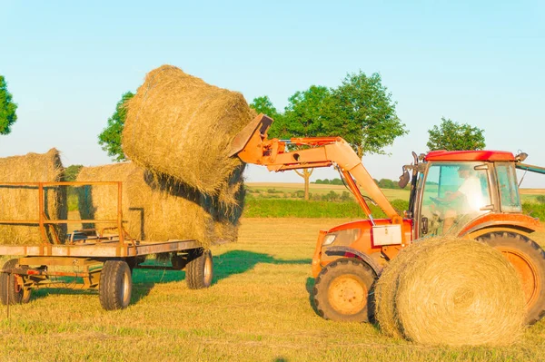 The tractor collects hay on the field