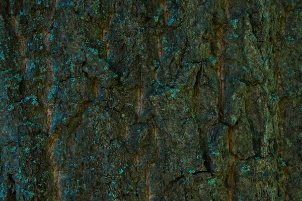 Oak bark texture background