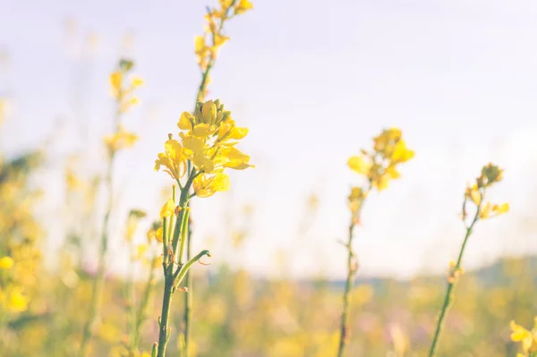 Sárga Réti virág — Stock Fotó