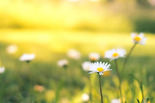 Kleine weiße Blumen auf dem Gras — Stockfoto