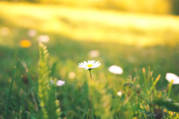 Kis fehér virágok, a fű — Stock Fotó