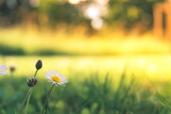 Kleine weiße Blumen auf dem Gras — Stockfoto