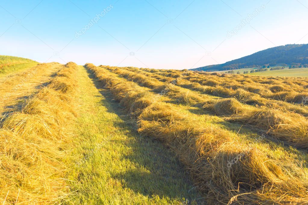 To dry the chopped hay in a row