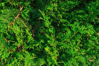 Yeşil çit bush doku