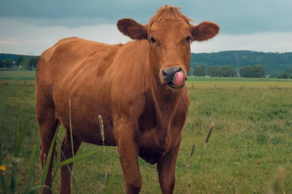 Krowa w dziedzinie na tle gór zachmurzenie — Zdjęcie stockowe